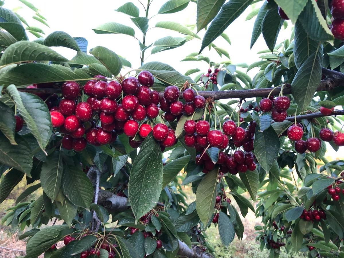 Finca La Foia El Pou Confrides Bagian luar foto